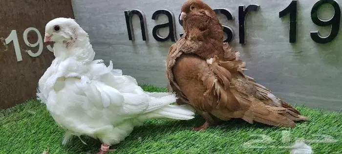 زوج كشكشي مستوى طيب (( تم البيع )) 0