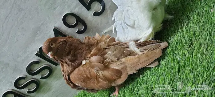 زوج كشكشي مستوى طيب (( تم البيع )) 6