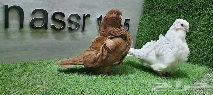 زوج كشكشي مستوى طيب (( تم البيع )) 4