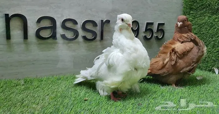 زوج كشكشي مستوى طيب (( تم البيع )) 3