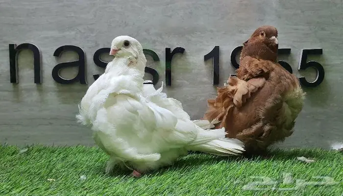 زوج كشكشي مستوى طيب (( تم البيع )) 2