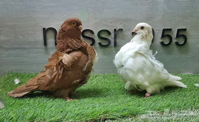 زوج كشكشي مستوى طيب (( تم البيع )) 5