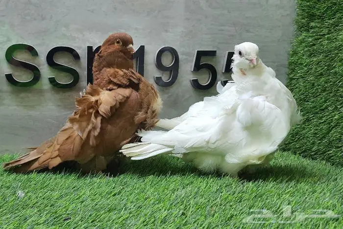 زوج كشكشي مستوى طيب (( تم البيع )) 1