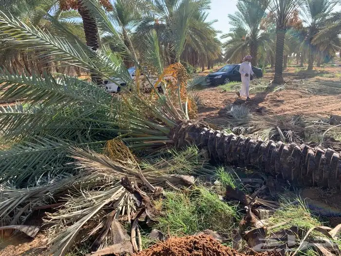 ثيل cl2000 الخرج نخل وشنطونيه 47