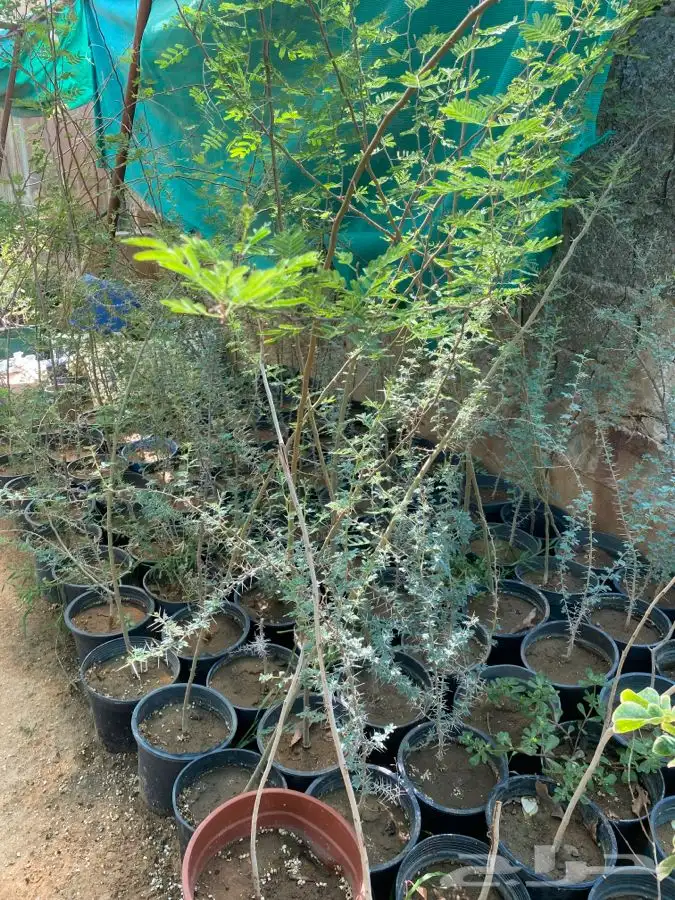 شتلات واشجار باسعار طيبه 10