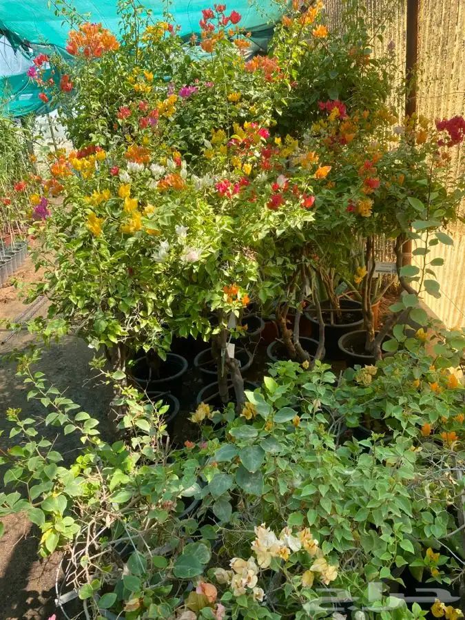 شتلات واشجار باسعار طيبه 4