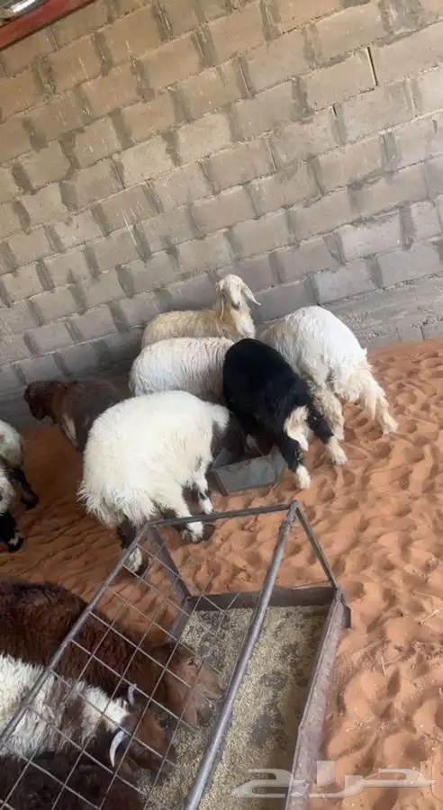 ذبيحتك لباب بيتك    2