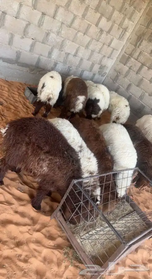 ذبيحتك لباب بيتك    1