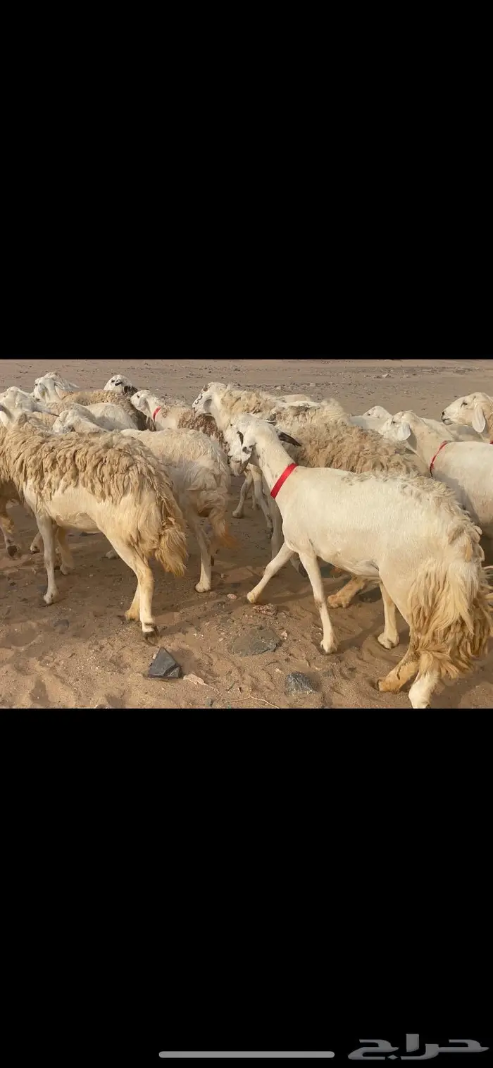 غنم حريات وبره وجرم ماشاء الله 1