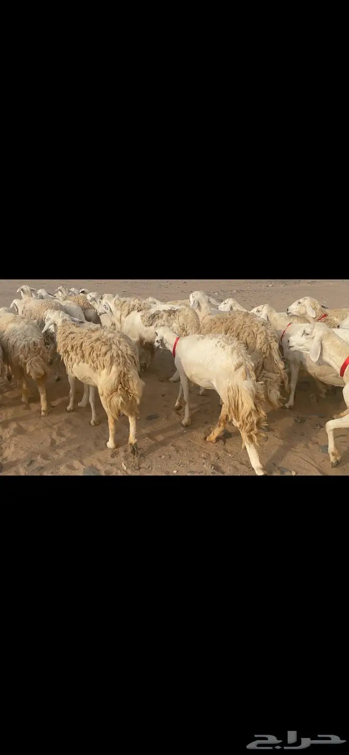 غنم حريات وبره وجرم ماشاء الله 2