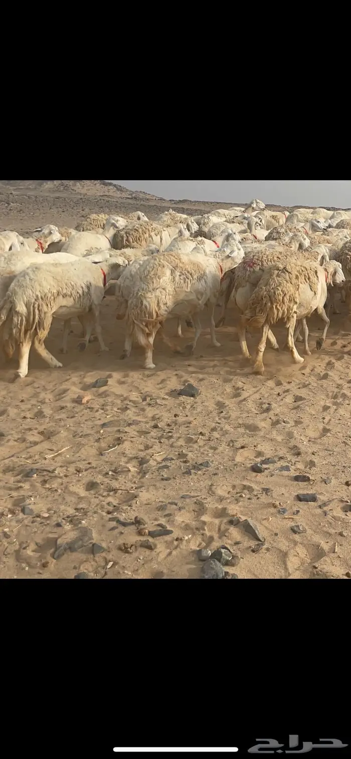 غنم حريات وبره وجرم ماشاء الله 3