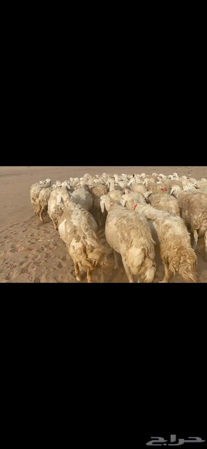 غنم حريات وبره وجرم ماشاء الله 4
