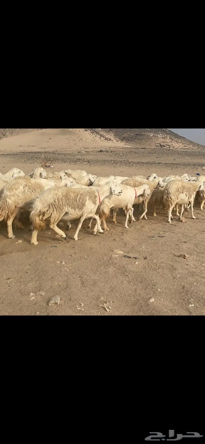 غنم حريات وبره وجرم ماشاء الله 5