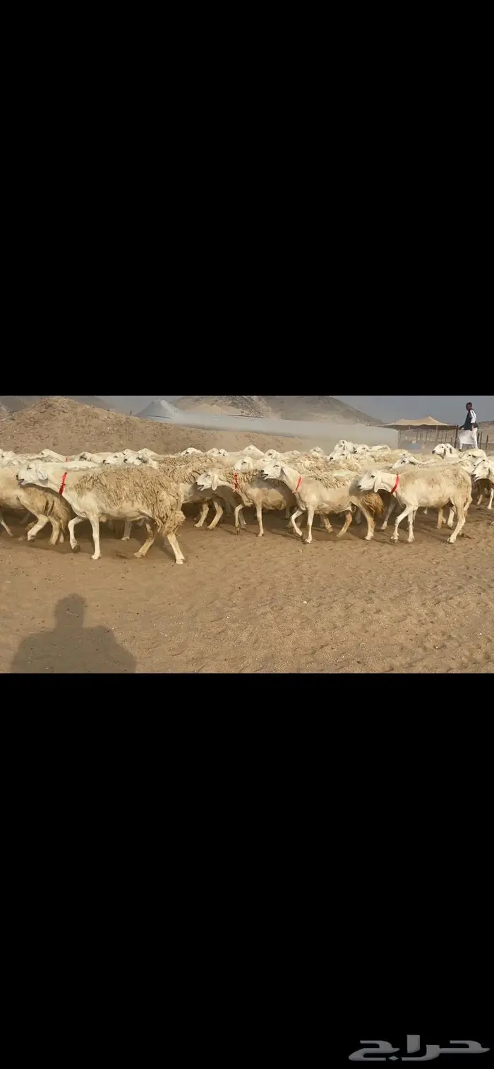 غنم حريات وبره وجرم ماشاء الله 7