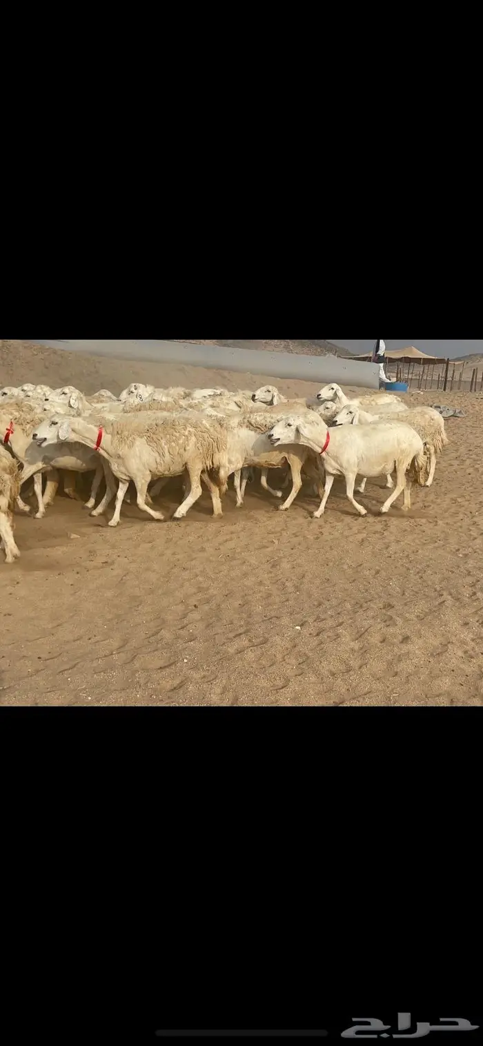 غنم حريات وبره وجرم ماشاء الله 8