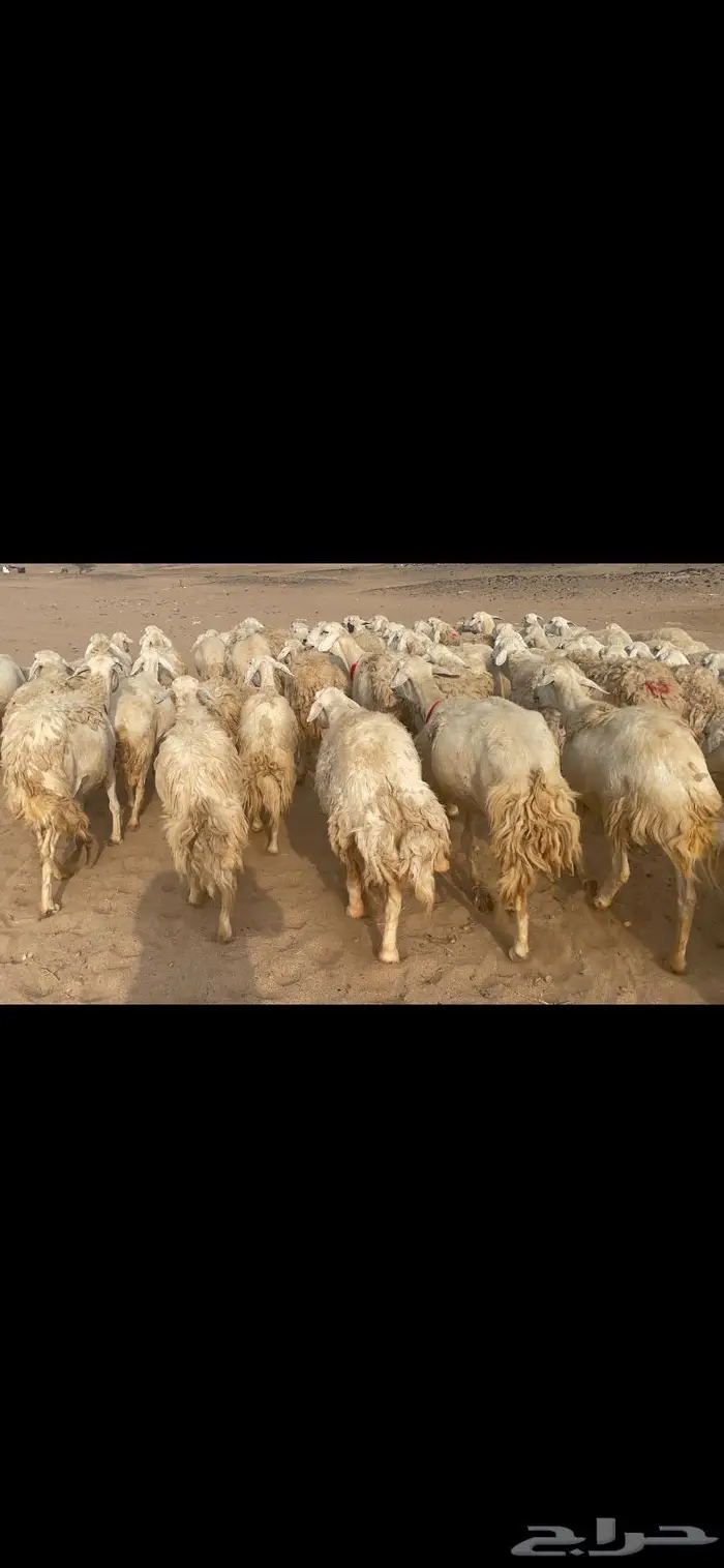 غنم حريات وبره وجرم ماشاء الله 10