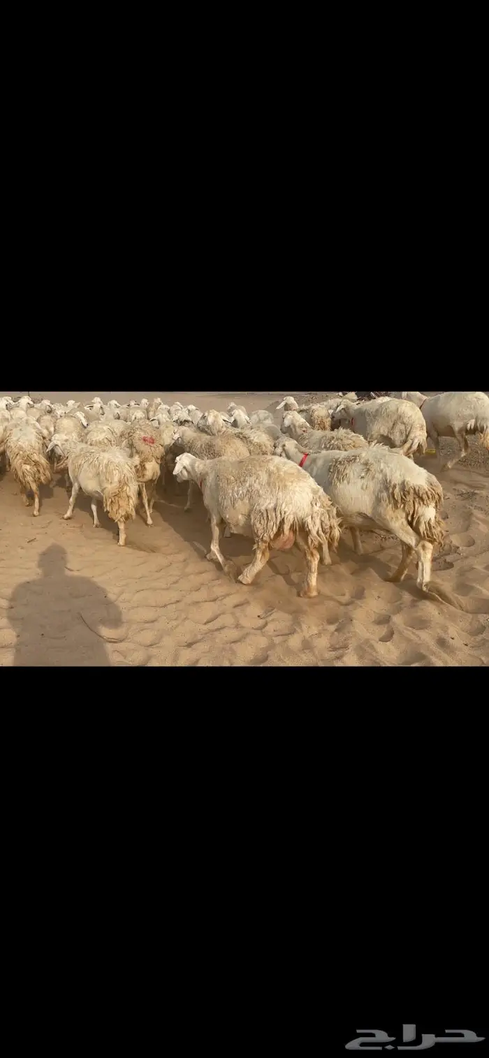 غنم حريات وبره وجرم ماشاء الله 11