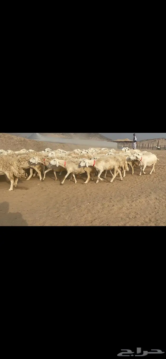 غنم حريات وبره وجرم ماشاء الله 12
