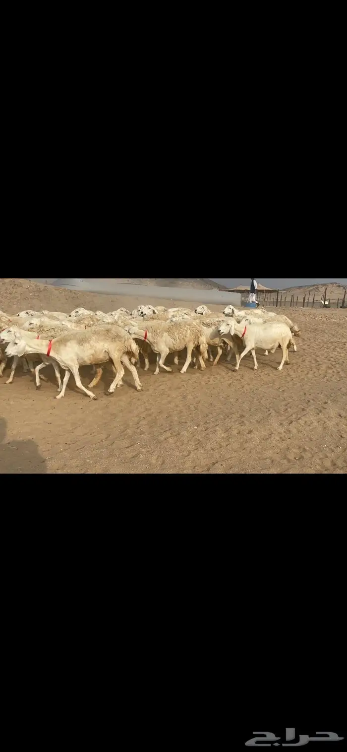 غنم حريات وبره وجرم ماشاء الله 13