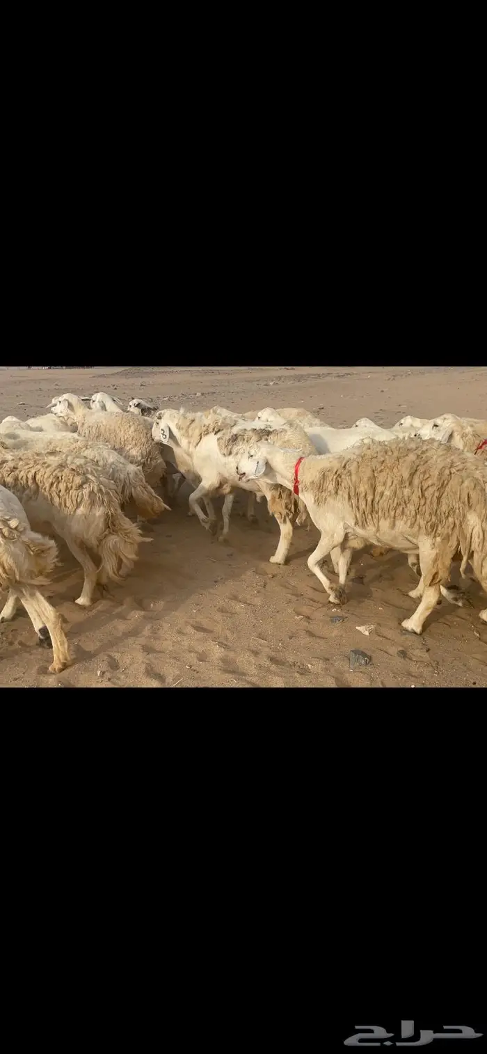 غنم حريات وبره وجرم ماشاء الله 0