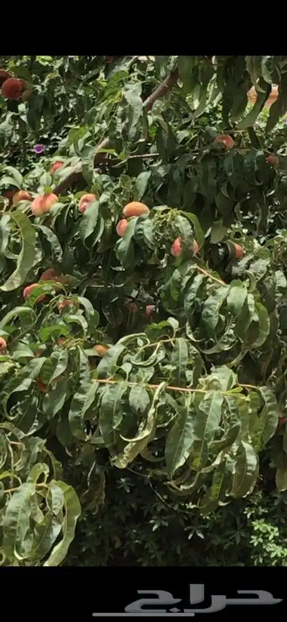 شتلات كعب الغزال 0