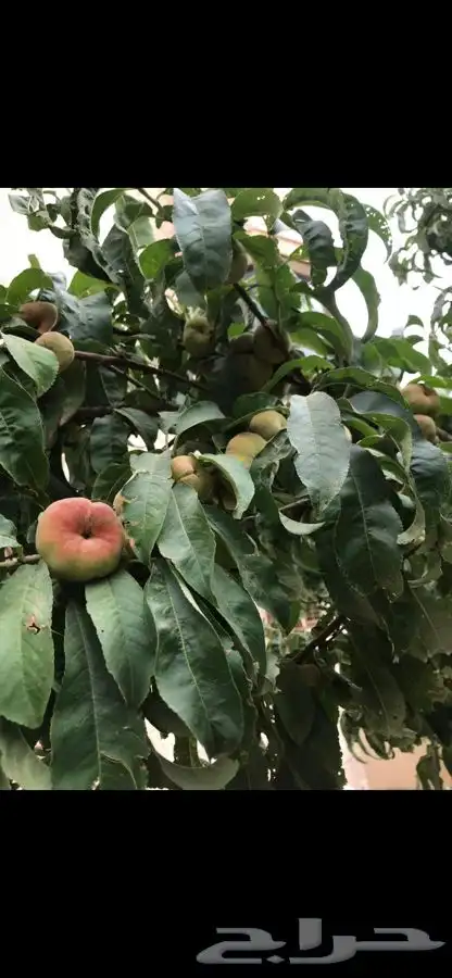 شتلات كعب الغزال 1