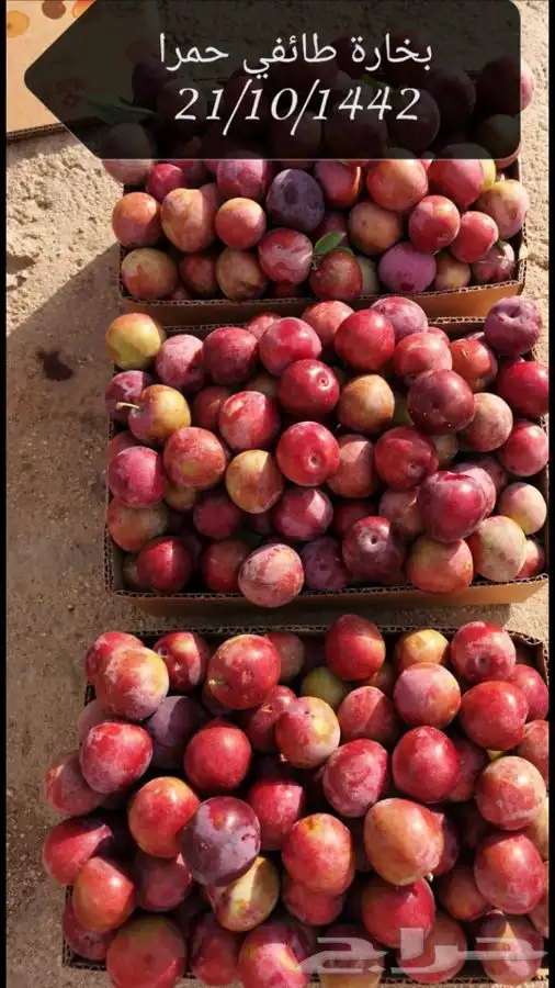 شتلات كعب الغزال 10