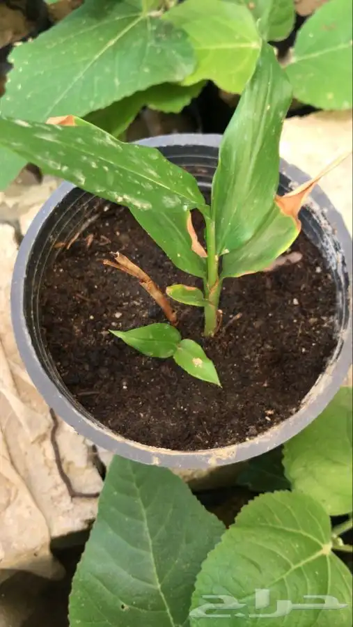 شتلات كعب الغزال 11