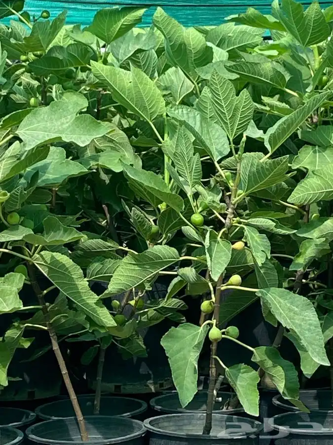 شتلات كعب الغزال 6