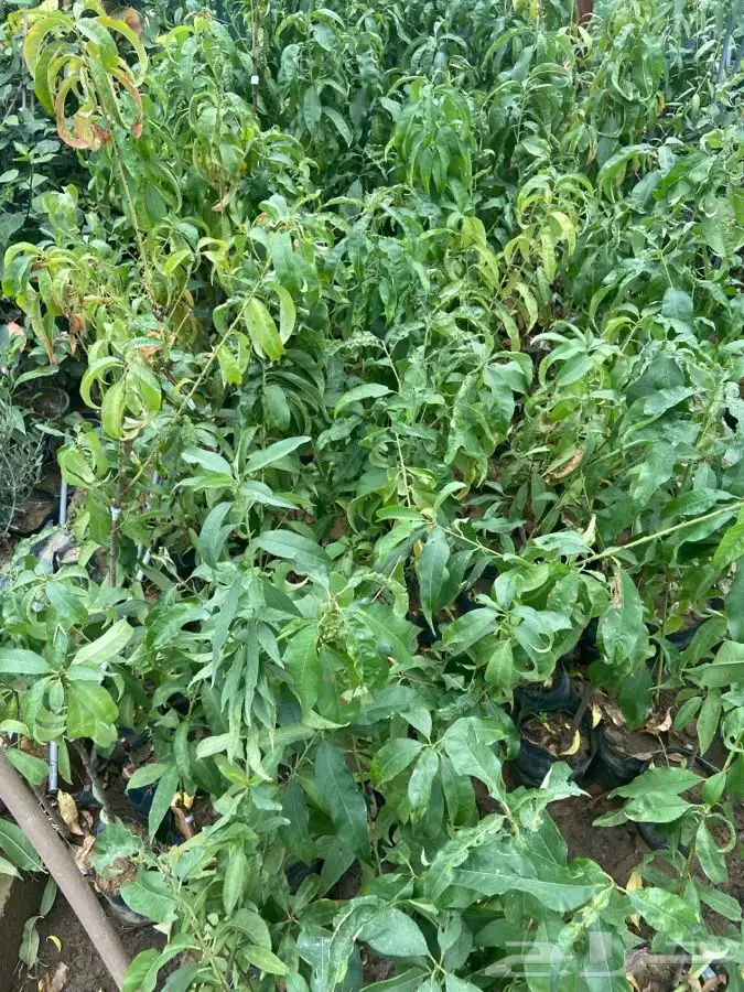 شتلات كعب الغزال 2