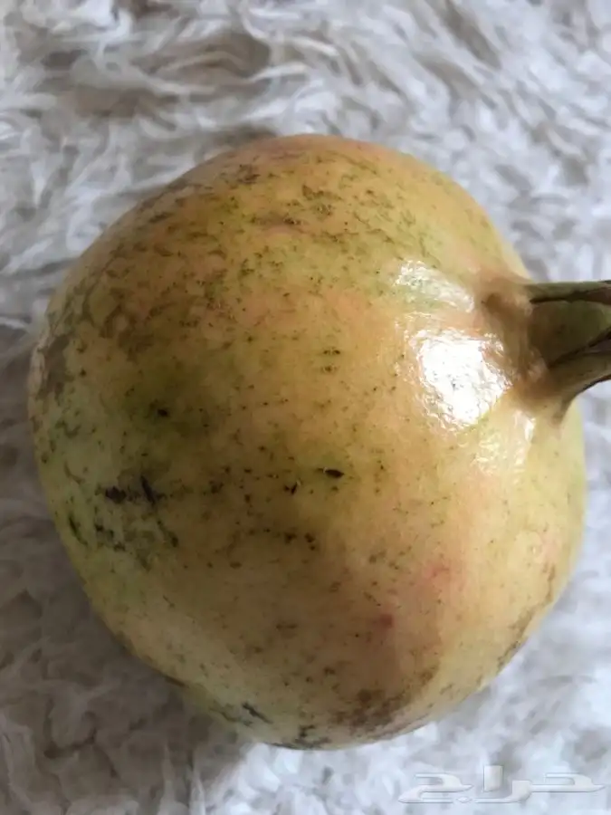 شتلات كعب الغزال 13