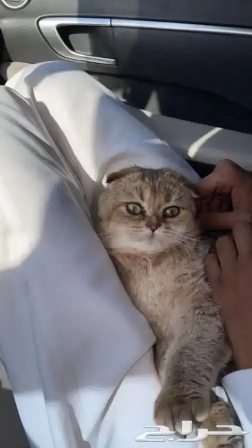 فندقه قطط فندقه ولاده قطط تزاوج قطط يوجد تقسيط تابي 2