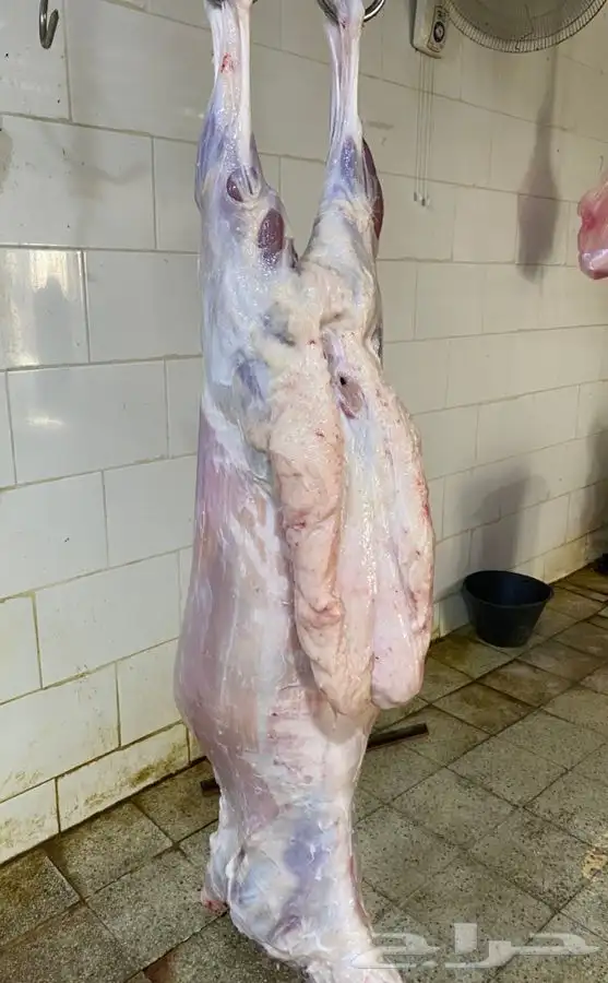ذبايح حري ذبح توصيل لباب بيتك (نضمن ذبايحنا) 2