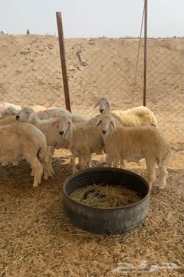 ذبايح حري ذبح توصيل لباب بيتك (نضمن ذبايحنا) 0