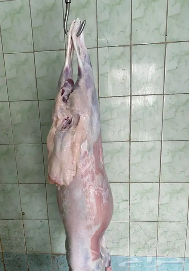 ذبايح حري ذبح توصيل لباب بيتك (نضمن ذبايحنا) 4