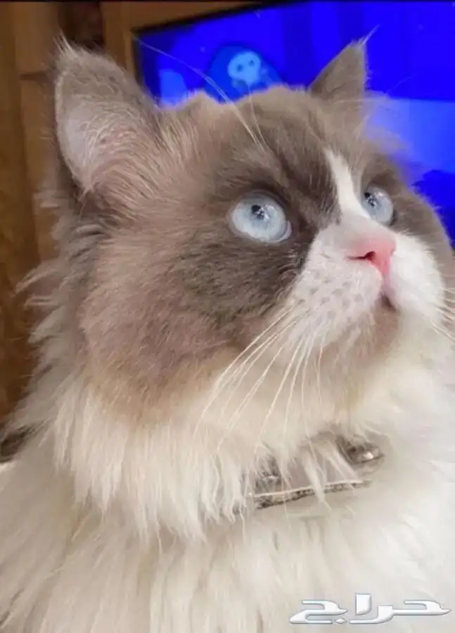 فندقه قطط فندقه ولاده قطط تزاوج قطط يوجد تقسيط تابي 4