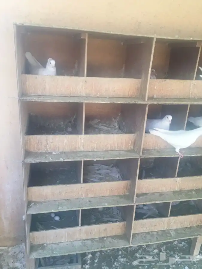 للبيع الحمام الفرنسي و البيض البلدي و الغنم النعيمي و الحري 3
