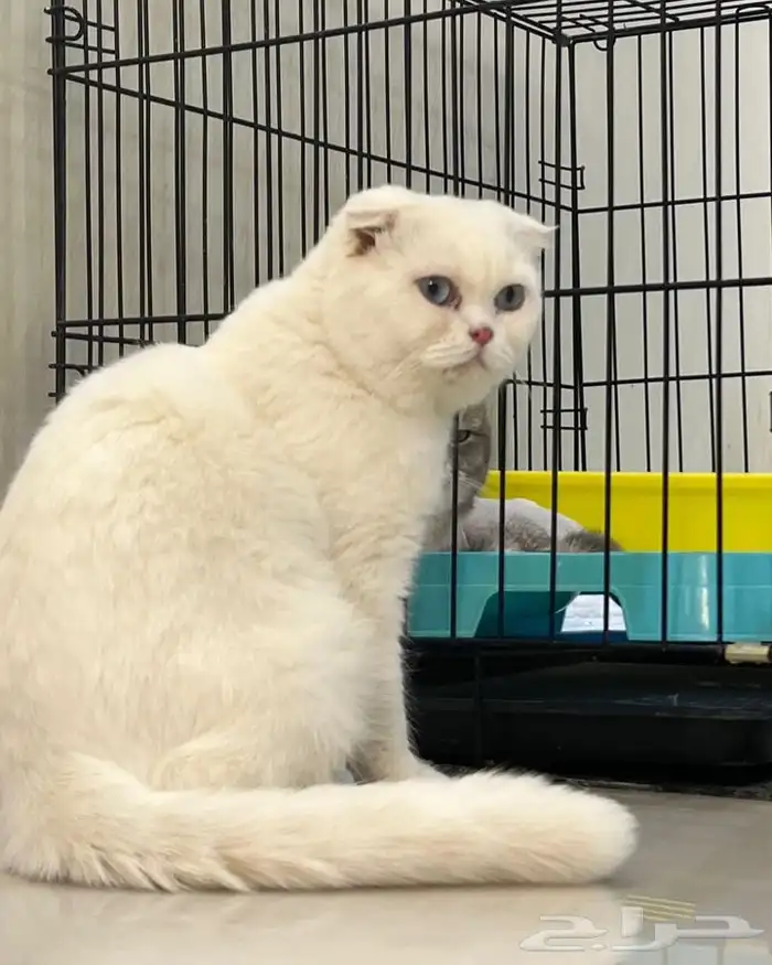 فندقه قطط فندقه ولاده قطط تزاوج قطط يوجد تقسيط تابي 3