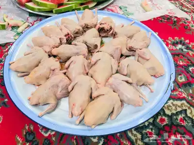 للبيع الحمام الفرنسي و البيض البلدي و الغنم النعيمي و الحري index