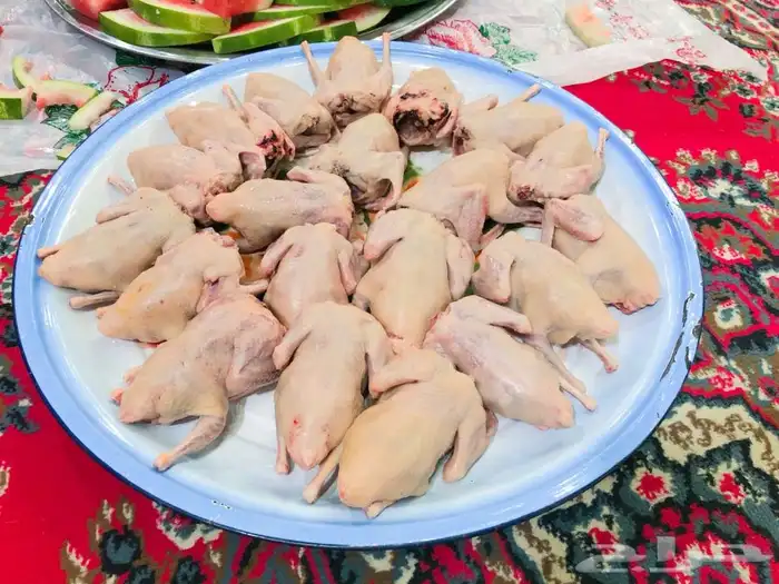 للبيع الحمام الفرنسي و البيض البلدي و الغنم النعيمي و الحري 5