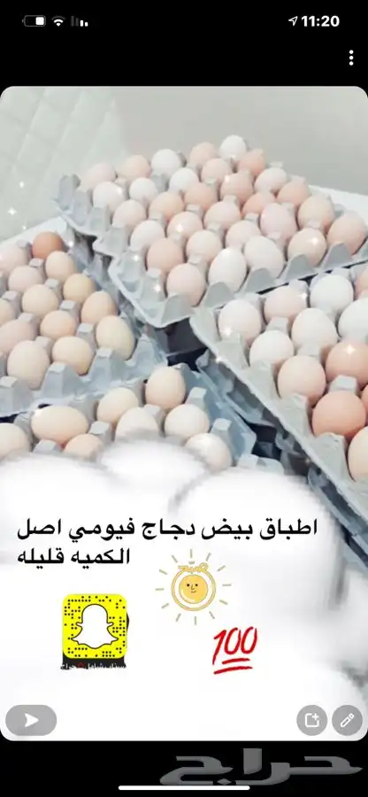 مشاريع الدواجن مطور ومنتج 3