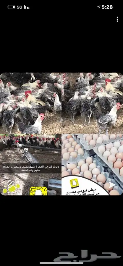 مشاريع الدواجن مطور ومنتج 5