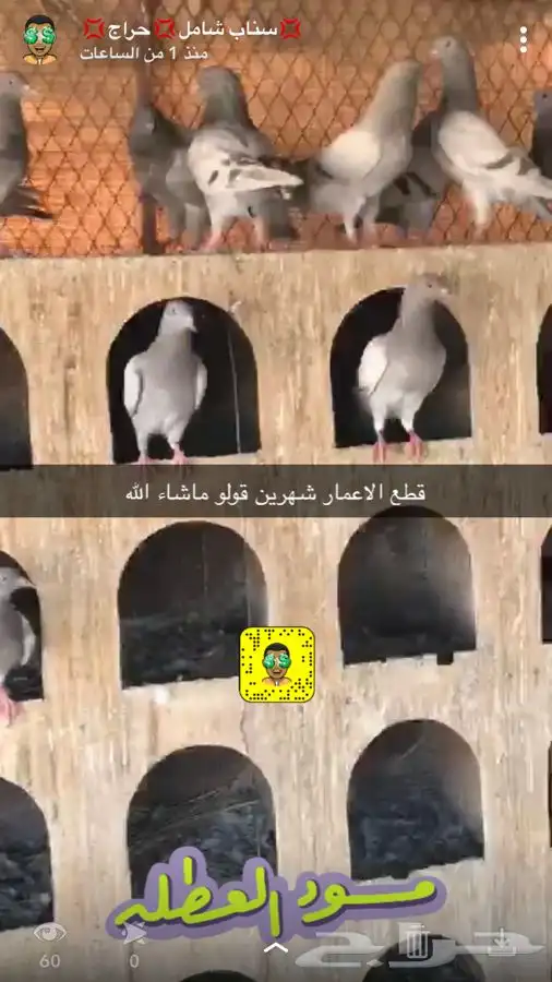 مشاريع الدواجن مطور ومنتج 6