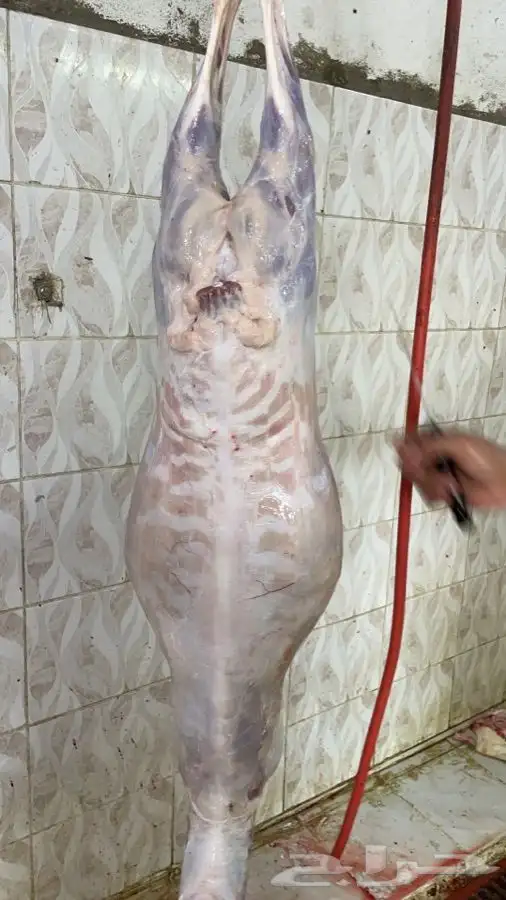 يتوفر لدينا افضل واجود انواع الذبائح الحريه من البر 5