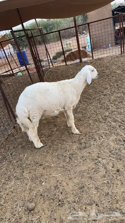 يتوفر لدينا افضل واجود انواع الذبائح الحريه من البر 13