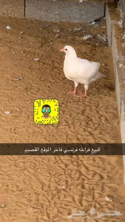 مشاريع الدواجن مطور ومنتج 12