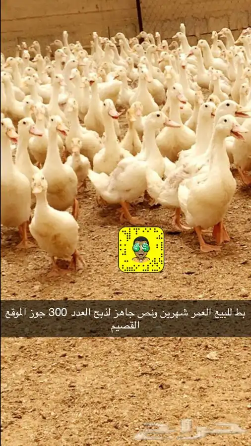 مشاريع الدواجن مطور ومنتج 10