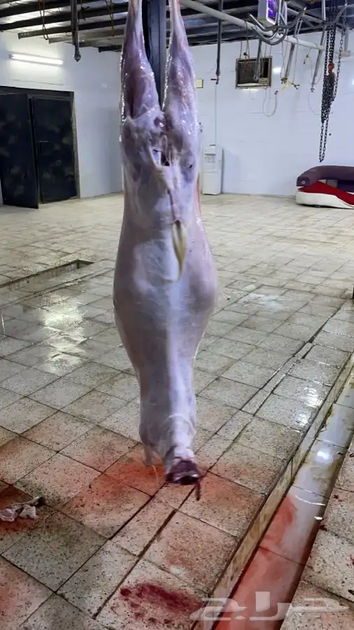 يتوفر لدينا افضل واجود انواع الذبائح الحريه من البر 11