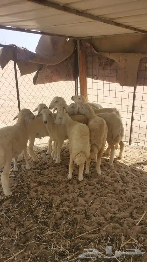 يتوفر لدينا افضل واجود انواع الذبائح الحريه من البر 14