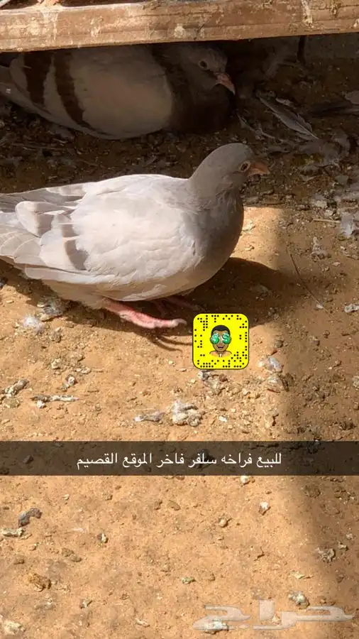 مشاريع الدواجن مطور ومنتج 13